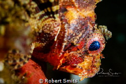 Lightning in the eye of the scorpionfish.  Did you know s... by Robert Smits 